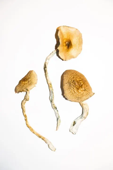 Golden Teachers Mushrooms