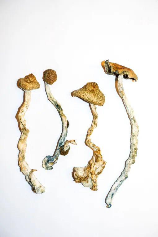 Golden Teachers Mushrooms - Image 3